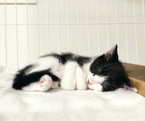 小さく丸まって眠る保護子猫が“あざとさの塊”　4才の今も、人懐っこくて甘えん坊な姿で家族を魅了！