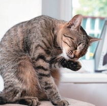 猫は歯の病気にかかりやすい！？ 猫に多く見られる3つの「口内トラブル」とは　｜獣医師解説