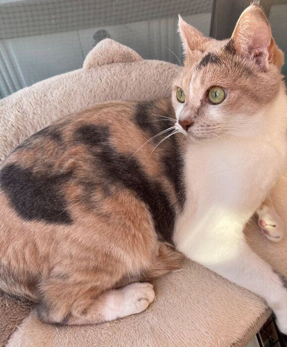 まったりするきなこちゃん。