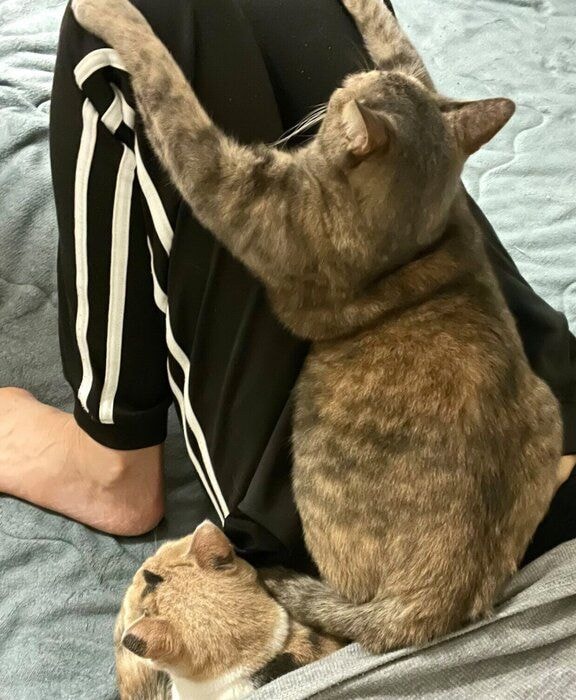 飼い主さんのところに集まるきなこちゃん、あんこちゃん。