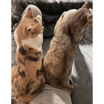 仕事から帰ると、両膝が満席に！　姉妹猫が“仲良くお膝乗り”してくれた瞬間にほっこり