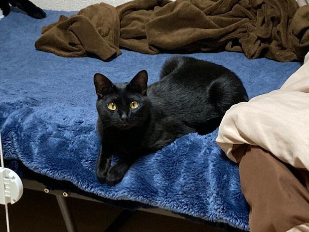 飼い主さんを見つめる黒猫