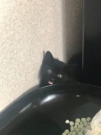 親戚の職場で生まれた生後約1カ月の保護子猫をお迎え→3年後、飼い主の手を手繰り寄せて甘えようとする姿にキュン！