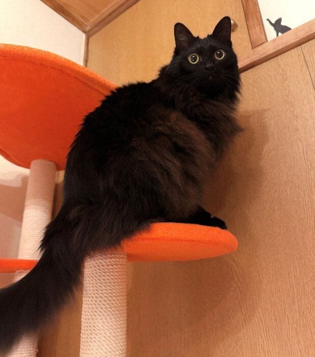 キャットタワーに登るつきみちゃん