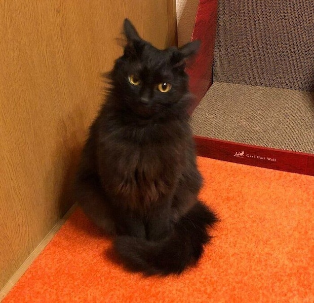 子猫時代のつきみちゃん