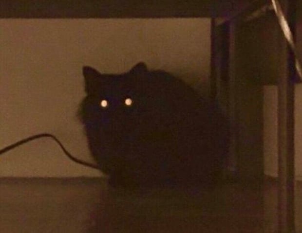 お迎え当時、ベッドの下に隠れていたときのつきみちゃん