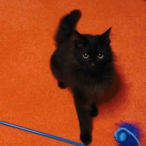 お迎え当時、ベッドの下に身を潜めていた小さな保護子猫　7年後には“癒しの甘えん坊”に成長！