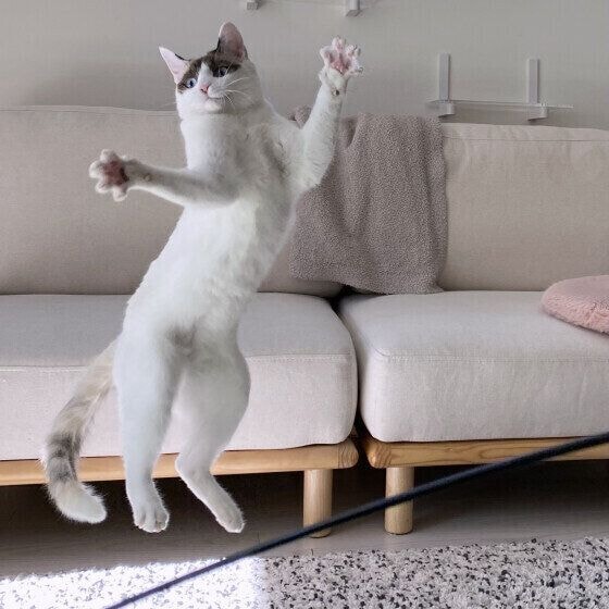 ジャンプするなでしこちゃん