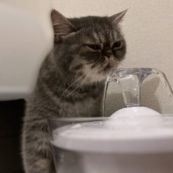 エキゾチックショートヘアのちゅんちゃん