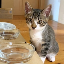 運動量が減る「冬の猫」に大切なのは水だった！猫に水を飲ませる工夫とは