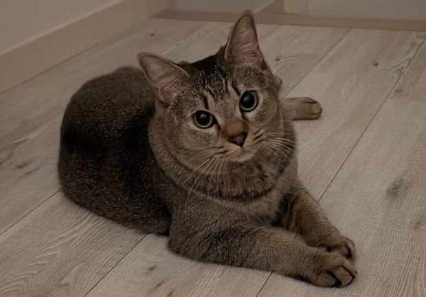 飼い主を見つめる猫