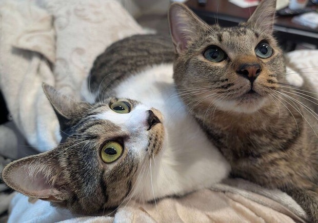 仲良く寄り添う2匹の猫