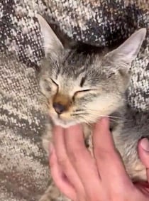 「ほぼ手のひらサイズだった」生後4カ月の保護子猫→2年後、飼い主の手が小さく見えるほど大きく成長！