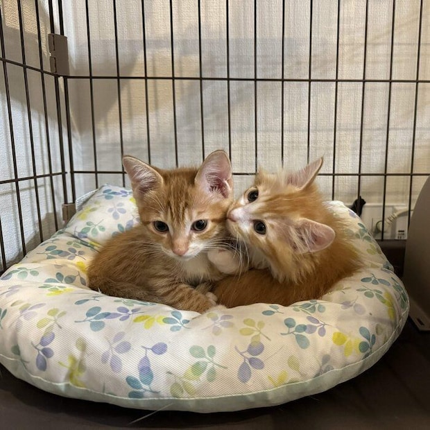 そっくりな兄弟猫 写真左がギルくんで、写真右がアルくん