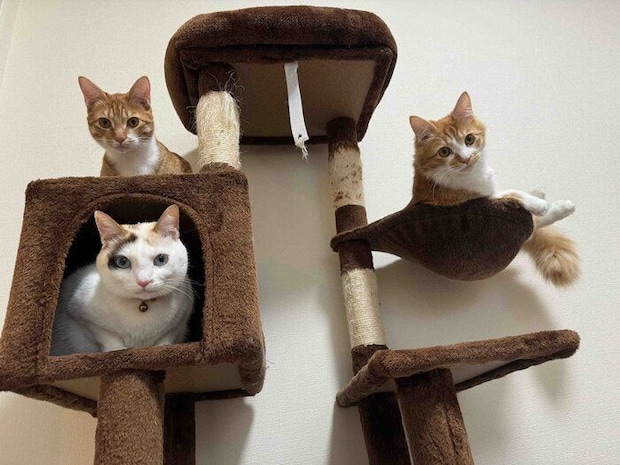 カメラ目線の愛猫たち 一番下にいるのがカノンちゃん