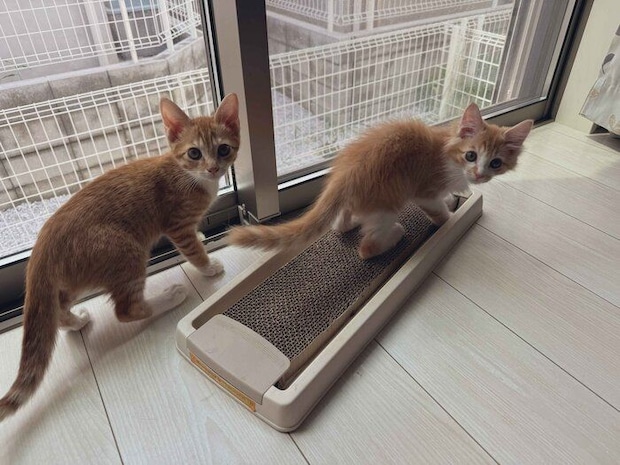振り向く子猫時代の2匹 キュルキュルの瞳がかわいい