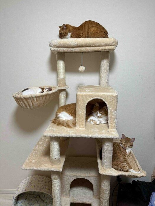 キャットタワーに「全員集合」 かわいすぎる