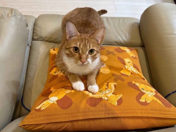 「飛びかかる5秒前」として投稿されたギルくんの写真