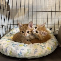 「兄弟を引き離すことはできない」2匹の保護子猫をお迎え→先住猫と少しずつ距離を縮め元気に暮らす姿にホッコリする