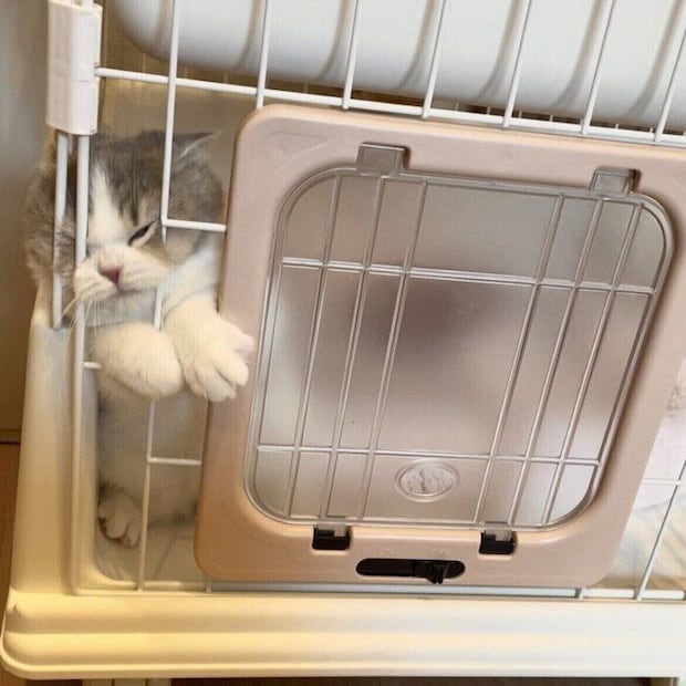 子猫時代のひとコマ 「いつ見てもにやけちゃう」と飼い主さんが