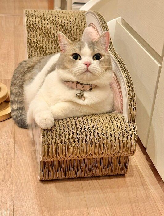 成長後の様子 「爪とぎからはみ出るほどしっかり育ってくれました」と飼い主さんが