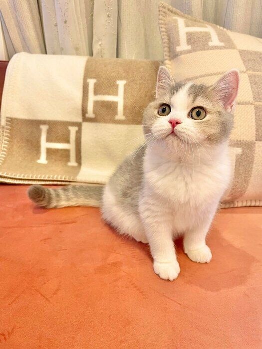 ぷくぷくのウィスカーパッドがたまらない