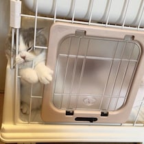 1年目の「うちのコ記念日」を迎えたブリティッシュショートヘア　子猫時代から変わらない人なつっこさに癒やされる