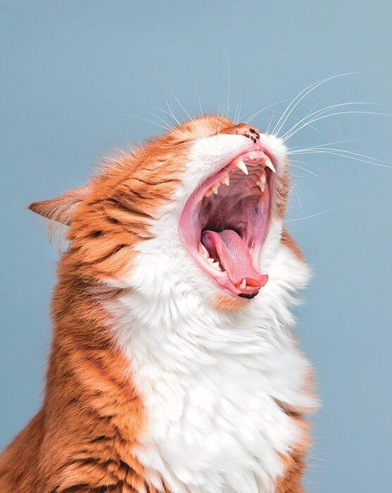 大きく口を開ける猫