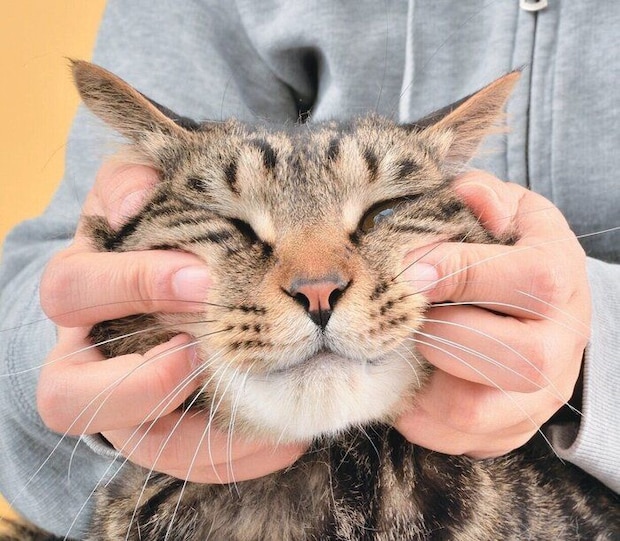 口まわりをやさしくなでる