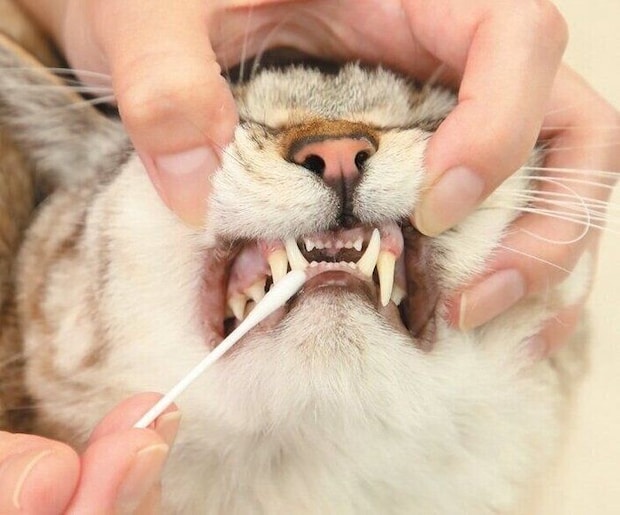 慣れてきたら綿棒を使った歯磨きにトライ