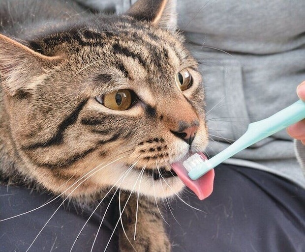 歯ブラシをなめさせてみよう