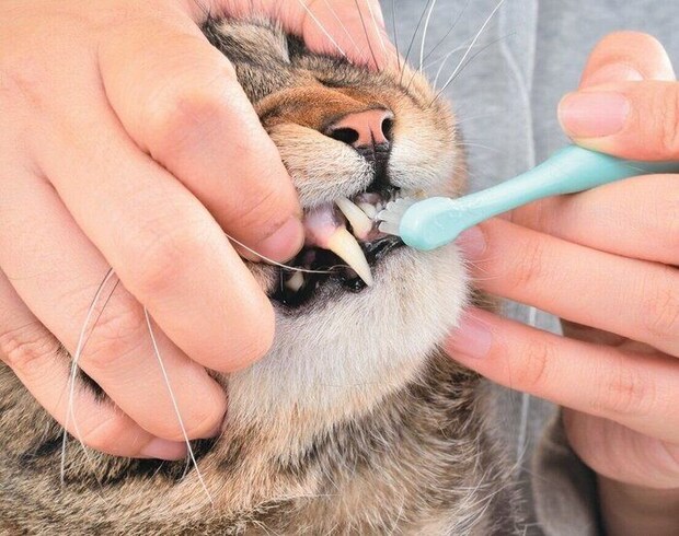 犬歯もしっかり磨こう