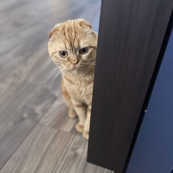 見送りをするスコティッシュフォールド