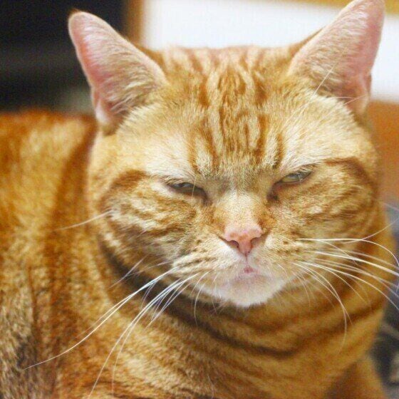 細目になるアメリカンショートヘア