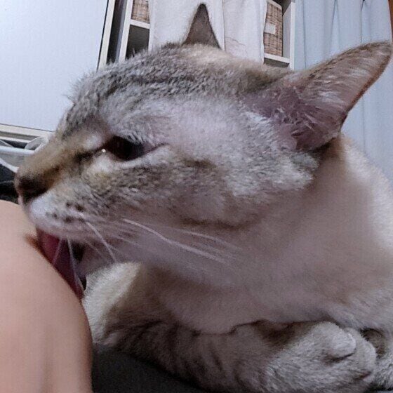 飼い主さんの手をペロペロするキジトラ猫