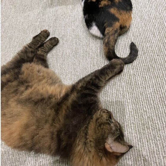 しっぽを捕まえるマンチカン