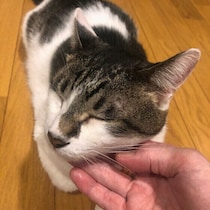 気づいてる？　猫→飼い主さんへの“愛”のメッセージ　何気ないしぐさに猫からの愛情表現が！