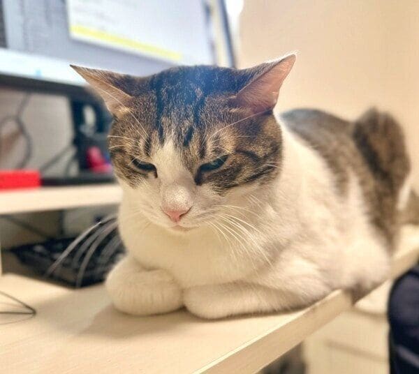 パソコン前を占拠するくろみつくん