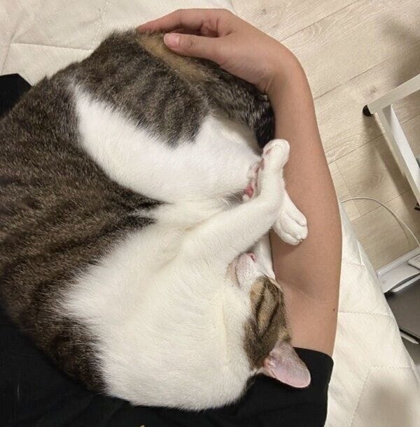 アンモニャイト状態でぴったり密着