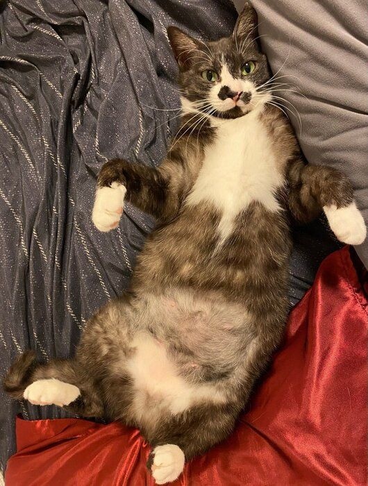 おなかを見せてくつろぐ結月ちゃん。