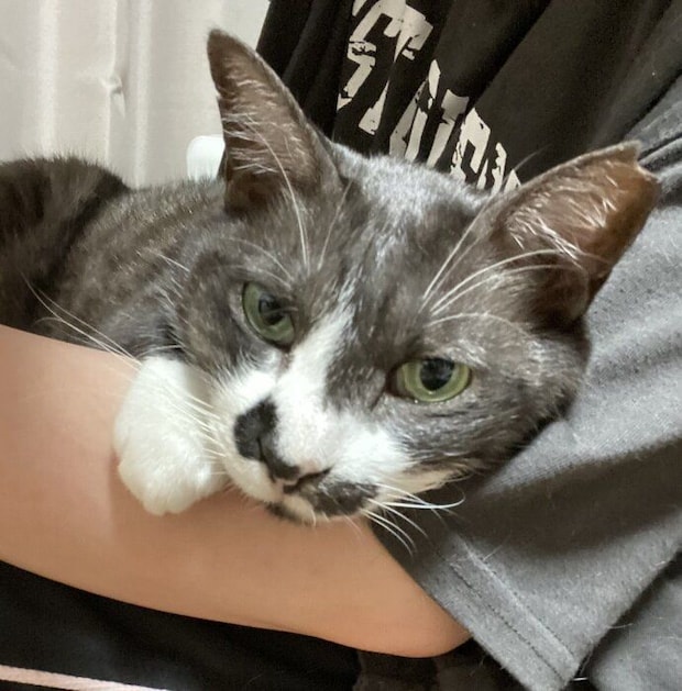 飼い主さんの腕に体を預けてくつろぐ結月ちゃん。