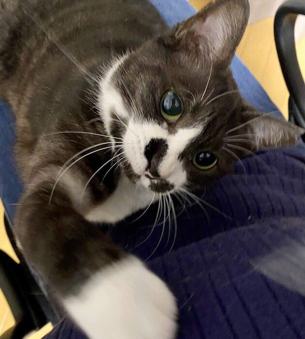 「ザ・甘えん坊で、凄まじいアピールです」と飼い主さん。