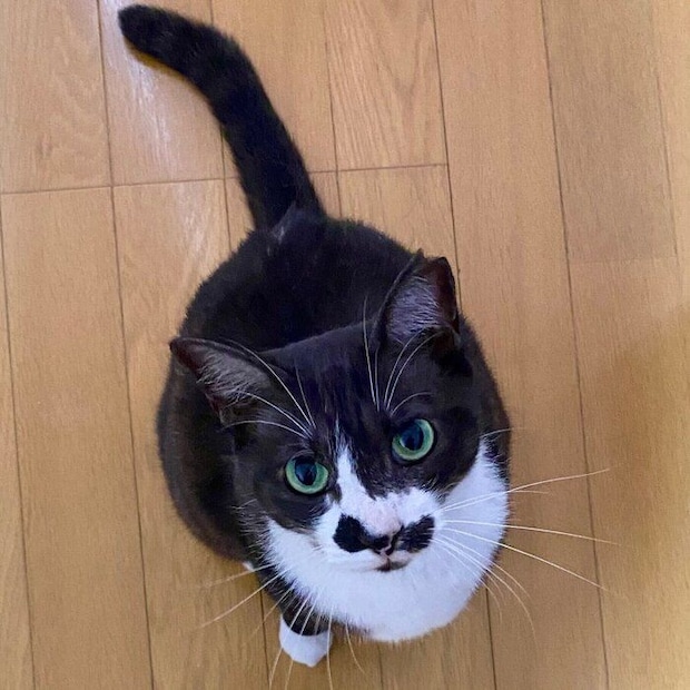 「かわいいかわいいだねぇ」と飼い主さん。