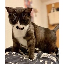 保護猫カフェで出会った子猫に完全ノックアウト！　家族になって4年、“人間好き”が加速する姿が愛おしい