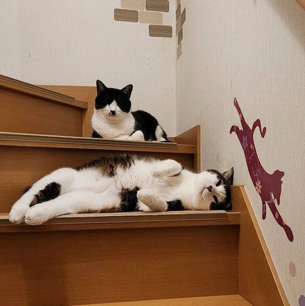 同居猫のぴのくんの前で階段に寝転ぶぴこくん