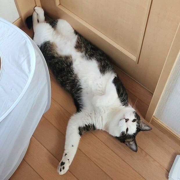 床に寝転がるぴこくん