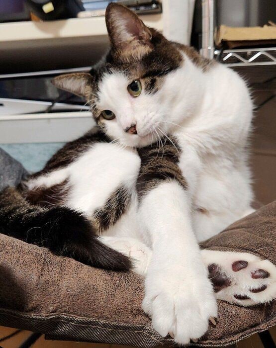 前足を出すぴこくん