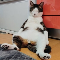 自宅警備で疲れ果てた⁉　3年前に“寝落ち姿”が話題を集めた猫→現在もいろんな場所で寝ていた