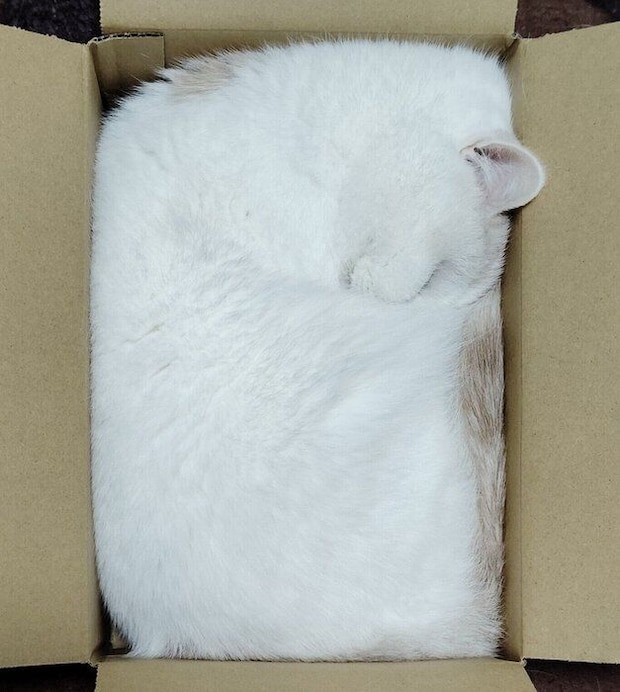 ダンボール箱の中にみっちり収まる福ちゃん
