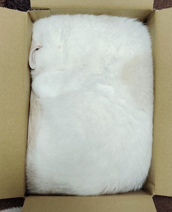 ダンボール箱の中にみっちり入る福ちゃん